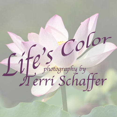 Terri Schaffer - Life's Color